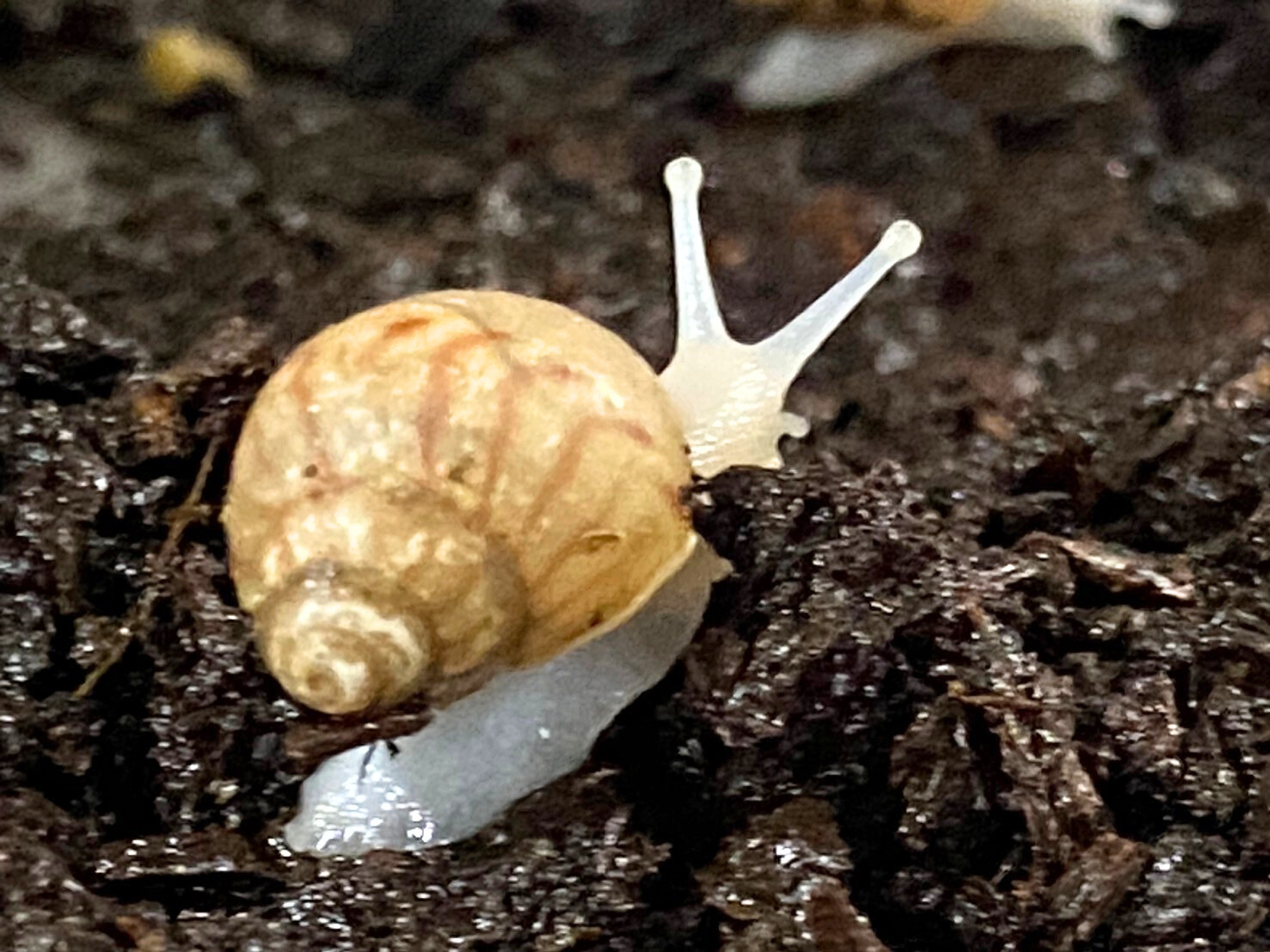 什麼是白玉蝸牛？優點特色、白玉蝸牛用途、飼養環境介紹！