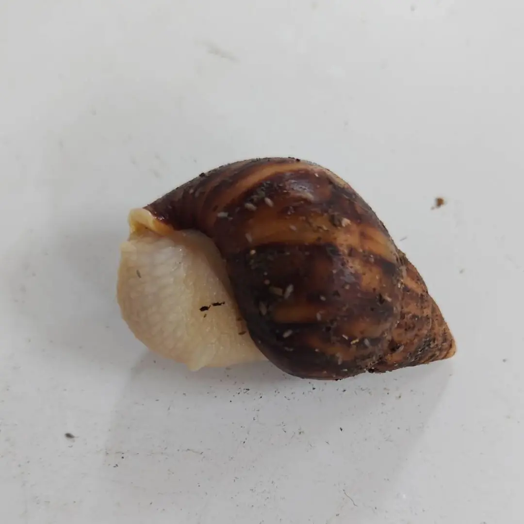 白玉蝸牛亞成體模型｜教學展示收藏用